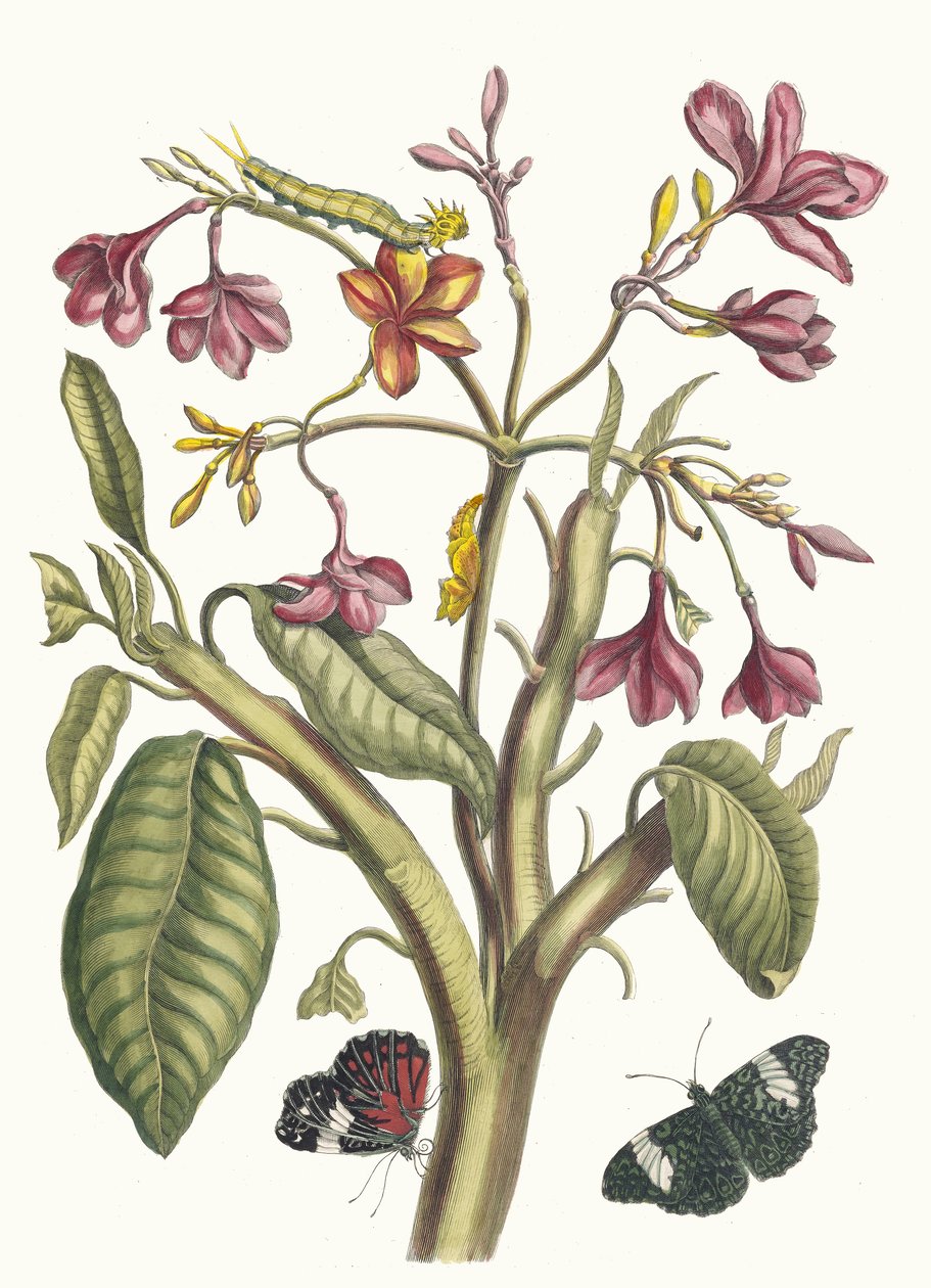 Jasmin des Indes. Dal libro Metamorphosis insectorum Surinamensium, 1705 da Maria Sibylla Merian