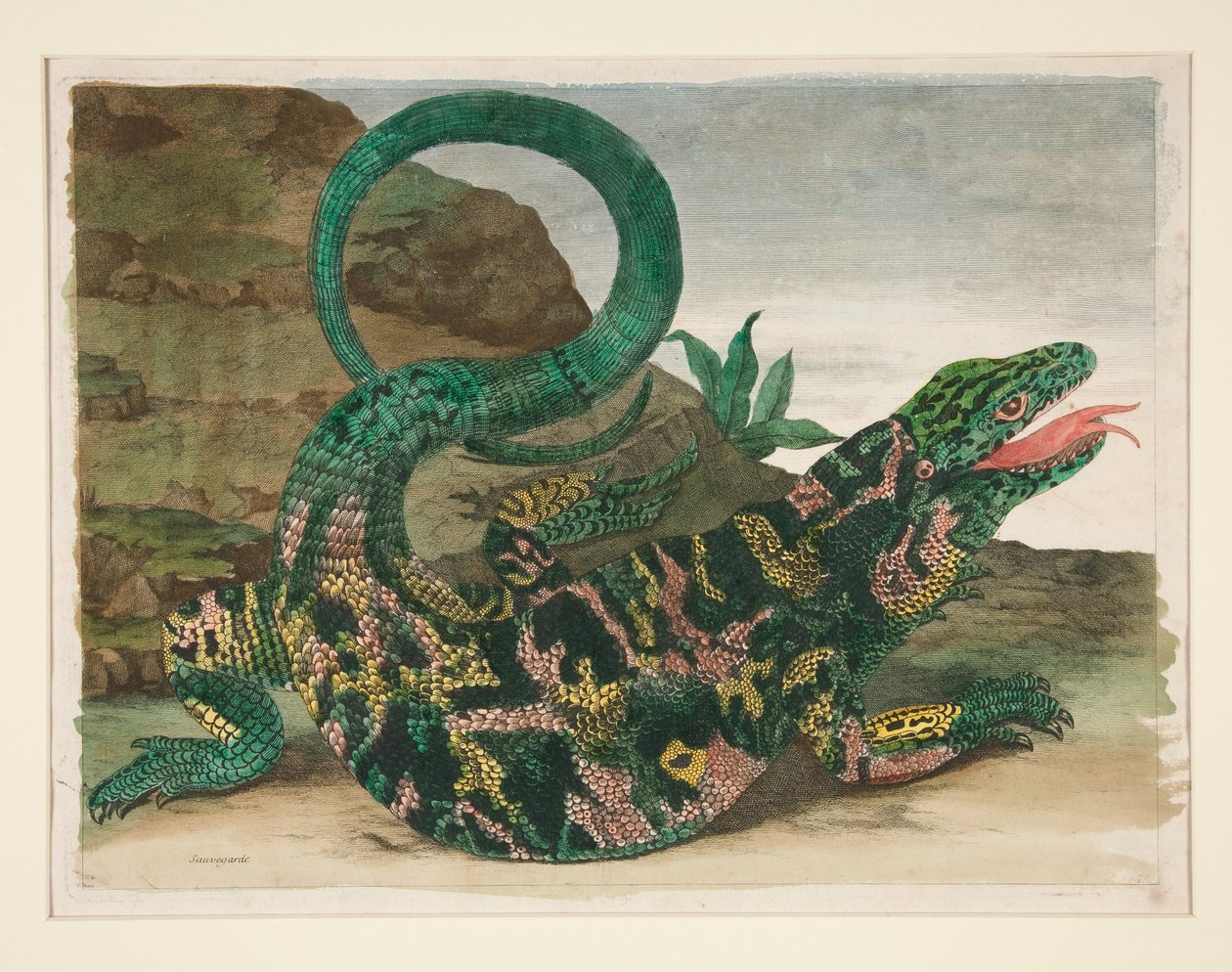 Lucertola, tratta da *Metamorphosis Insectorum Surinamensium* da Maria Sibylla Merian