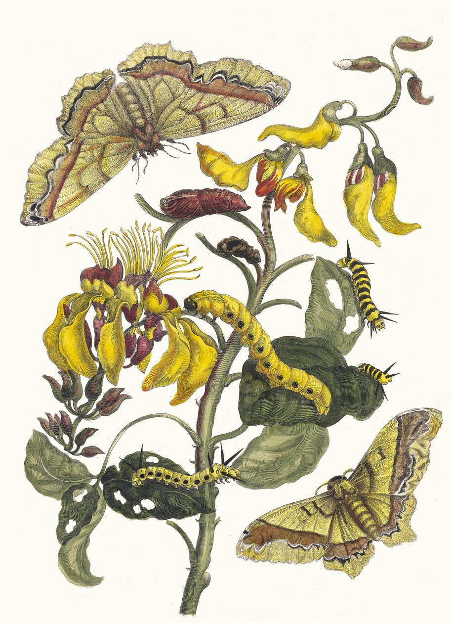 Pallisaden-boom. Dal libro Metamorphosis insectorum Surinamensium da Maria Sibylla Merian