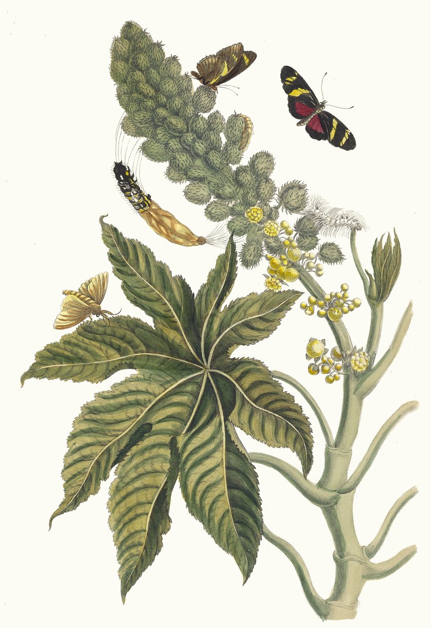 Palma Christi. Dal libro Metamorphosis insectorum Surinamensium, 1705 da Maria Sibylla Merian