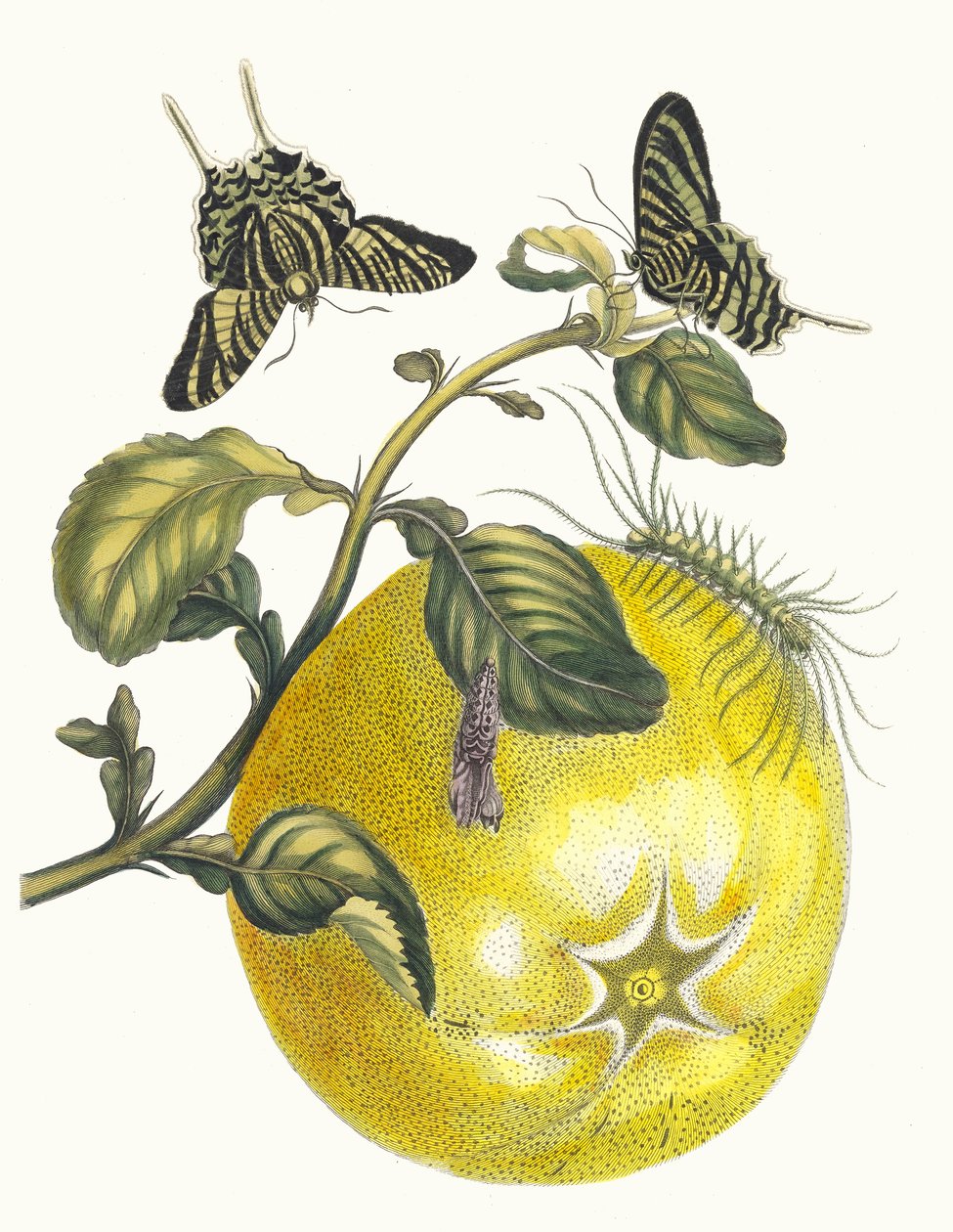 Pompelmous. Dal libro Metamorphosis insectorum Surinamensium, 1705 da Maria Sibylla Merian