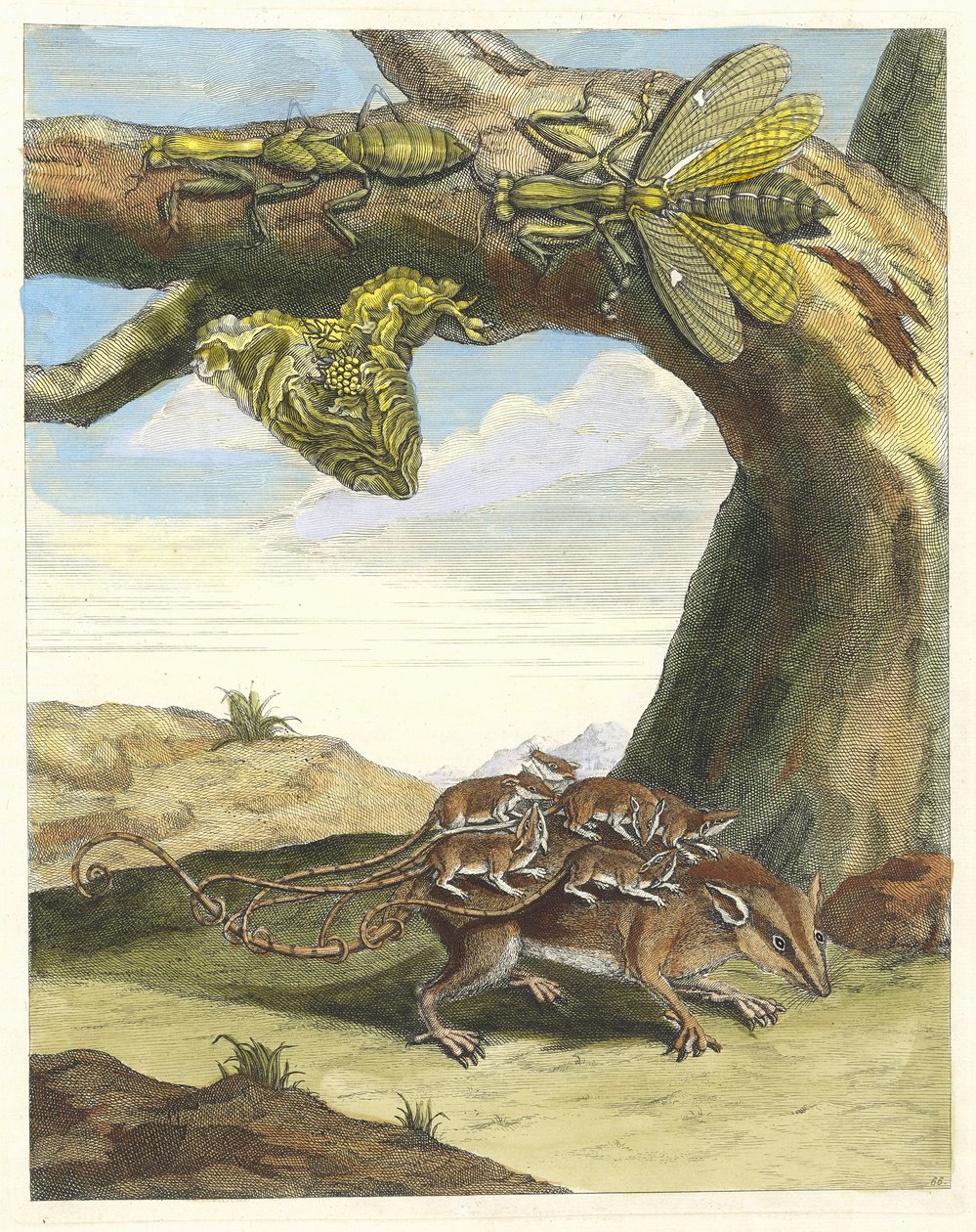 Rat de forest. Dal libro Metamorphosis insectorum Surinamensium da Maria Sibylla Merian