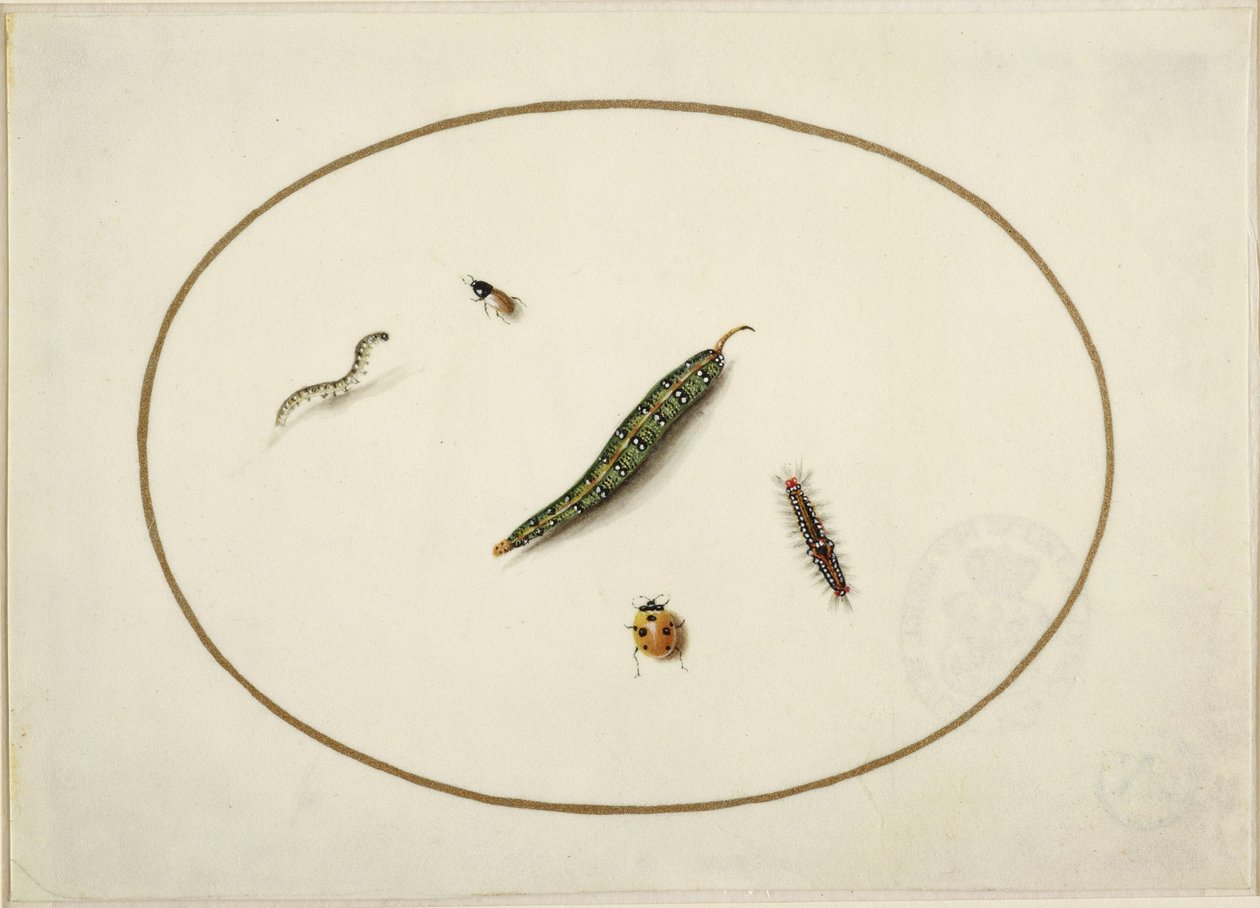Bruchi e insetti, in un ovale orizzontale, bordati da una linea dorata, eseguiti finemente come una miniatura da Maria Sibylla Merian