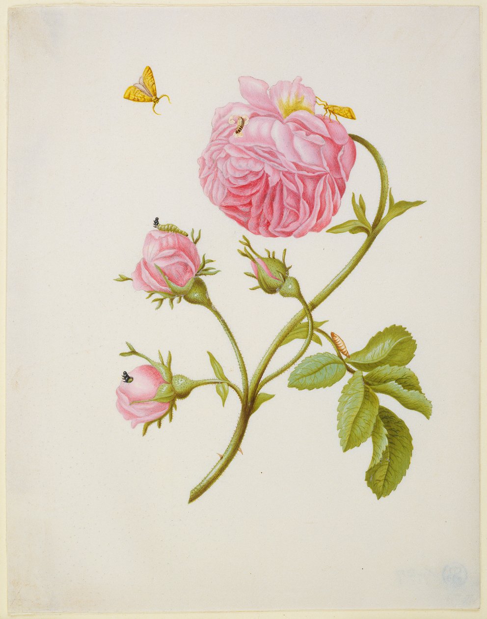 Rosa con metamorfosi di un arrotolatore fogliare e una larva di coleottero incollata da Maria Sibylla Merian