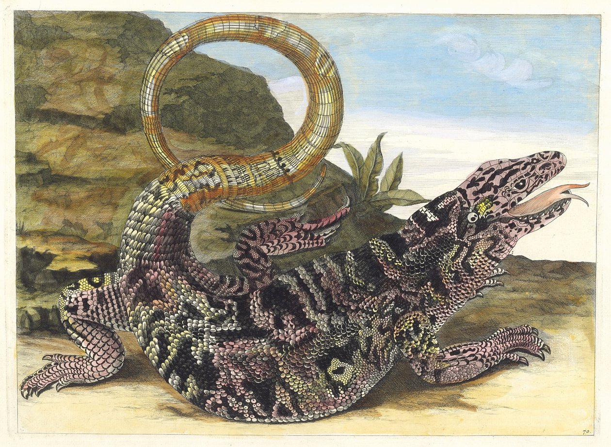 Sauvegarde. Dal libro Metamorphosis insectorum Surinamensium, 1705 da Maria Sibylla Merian