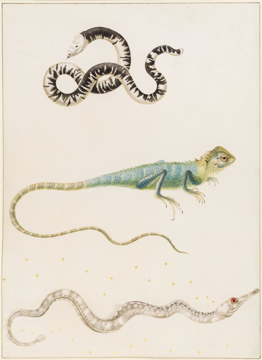 Lucertola verme dalla testa piccola sudamericana, iguana o lucertola arboricola delle Indie orientali e pesce ago da Maria Sibylla Merian