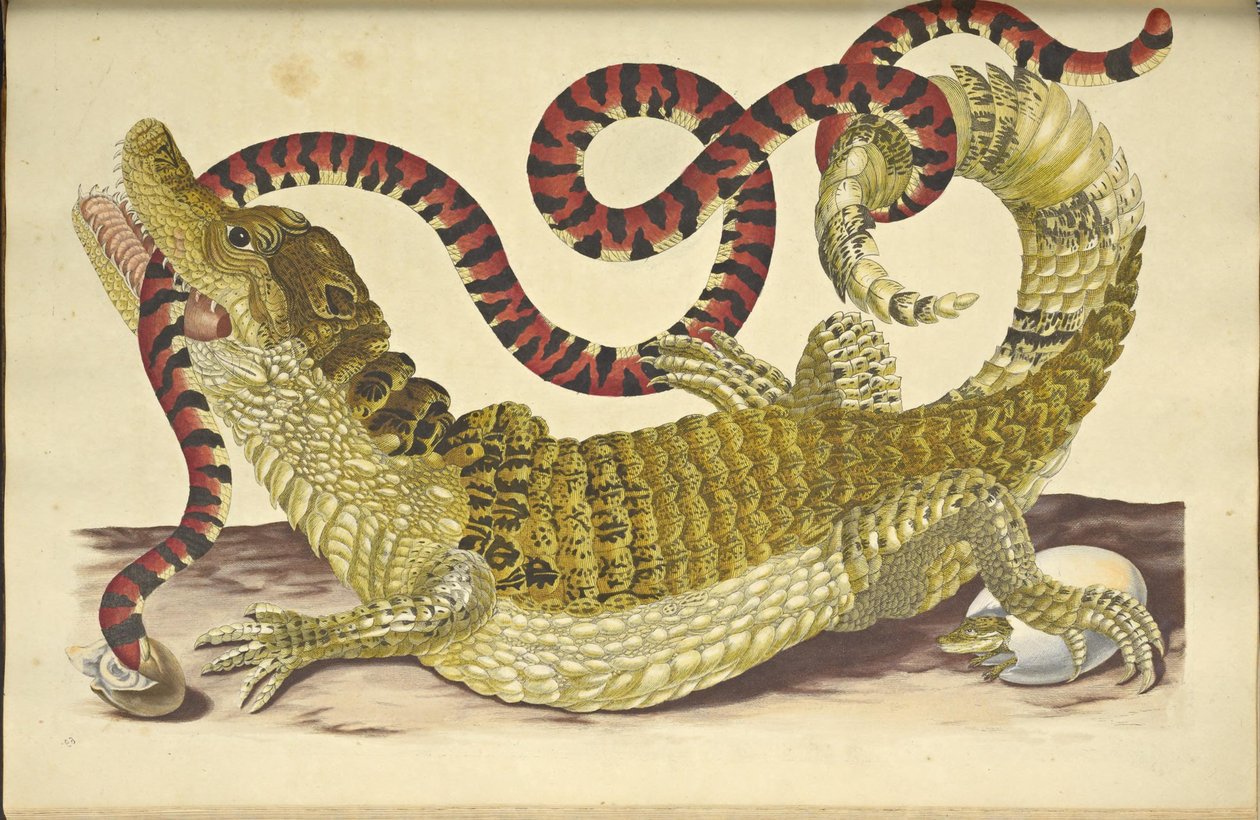 Caimano dagli occhiali e falso serpente corallo da Maria Sibylla Merian