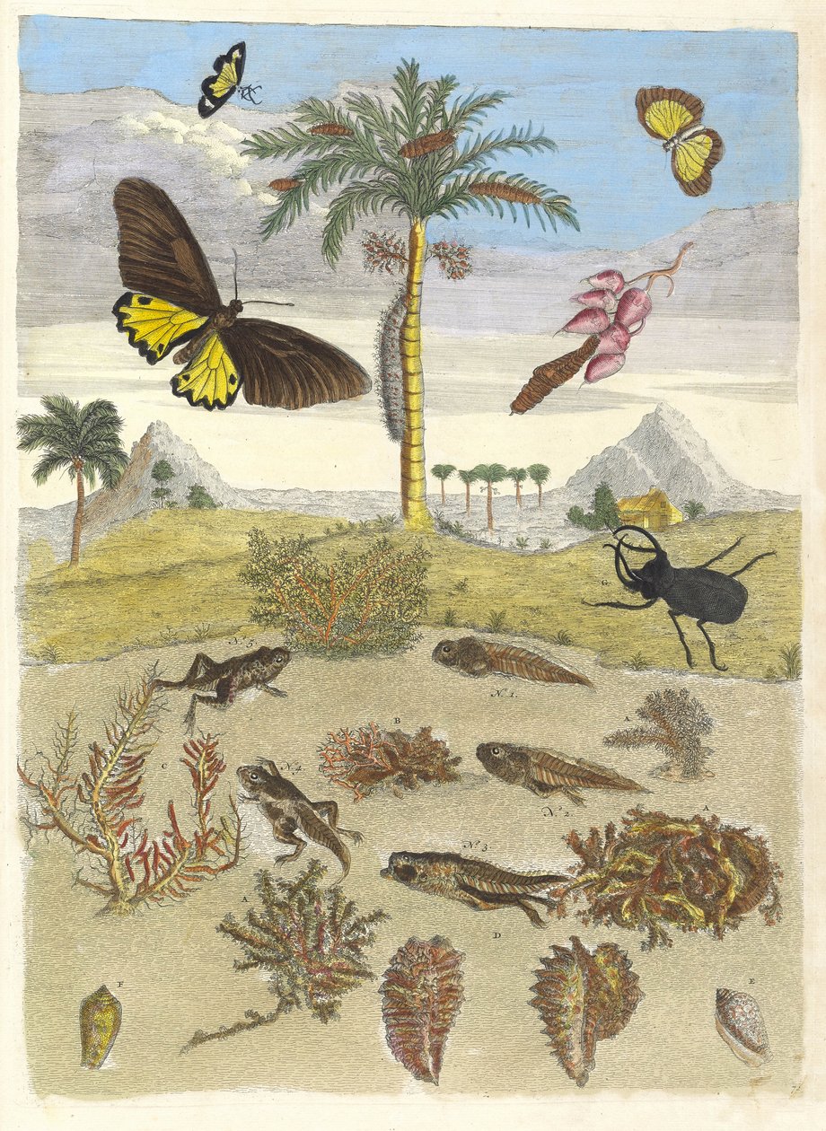 Cervo volante, anfibi e palme. Dal libro Metamorphosis insectorum..., 1705 da Maria Sibylla Merian