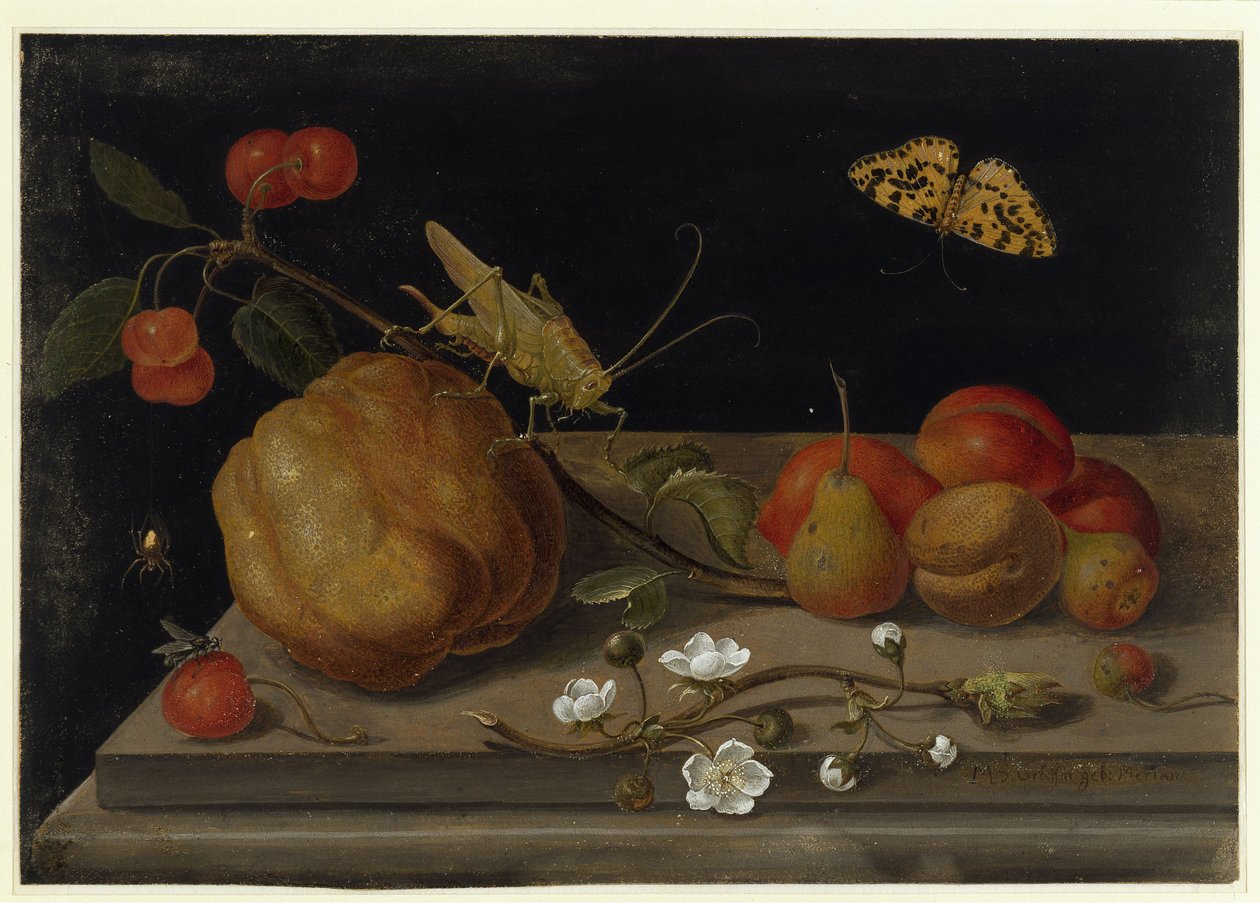 Natura morta con frutta, una cavalletta e una farfalla da Maria Sibylla Merian