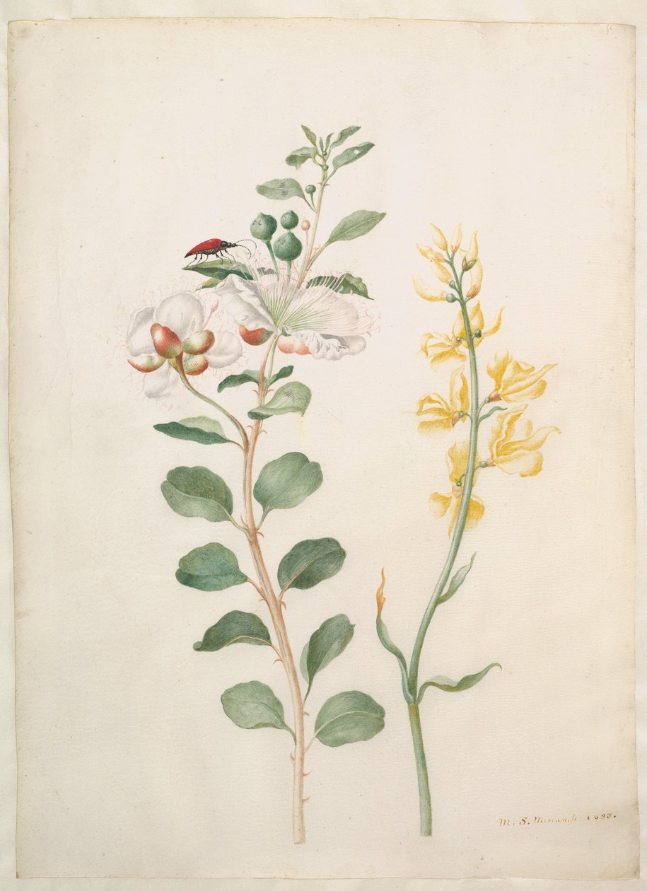 Studio di capperi, ginestra spinosa e uno scarabeo da Maria Sibylla Merian