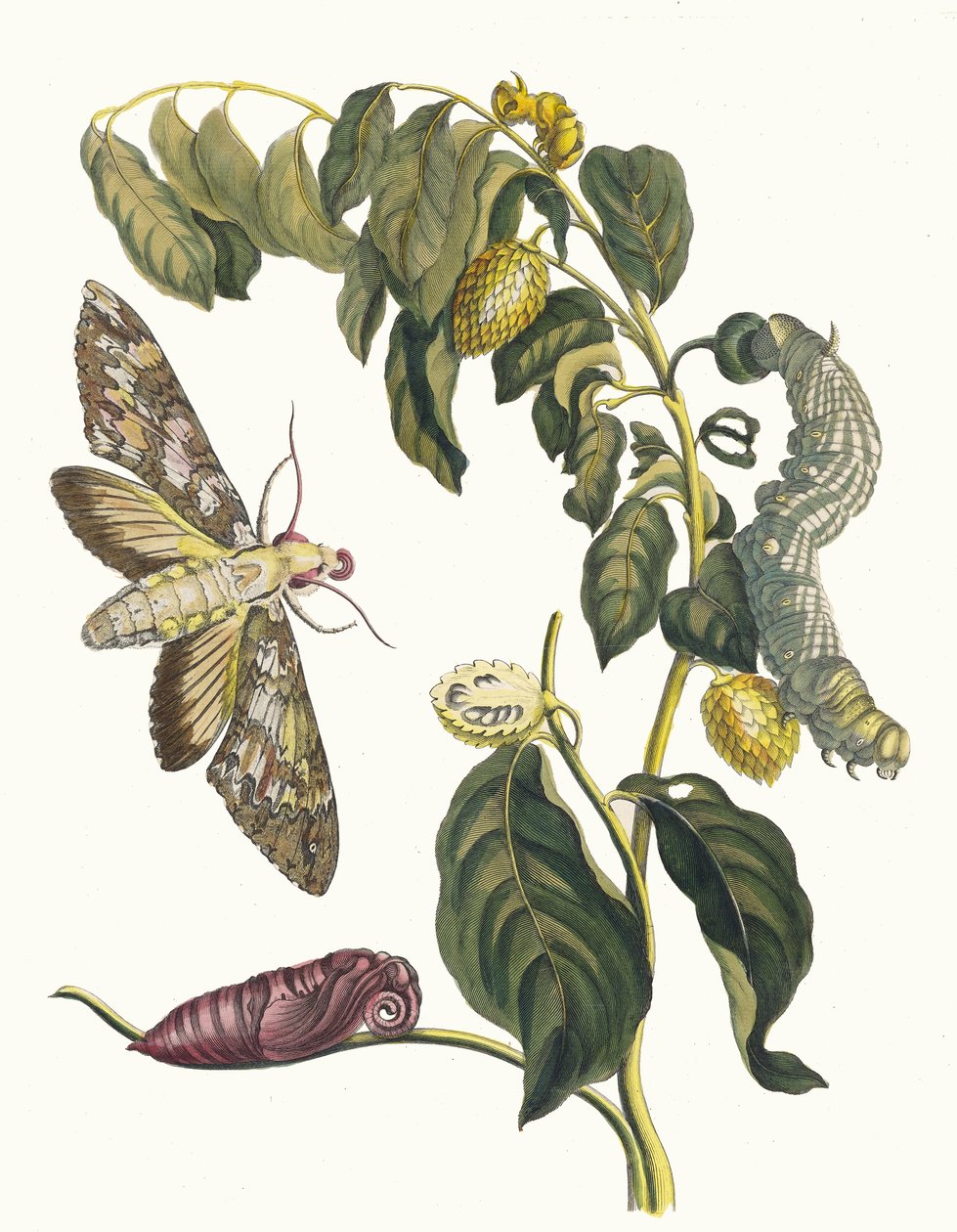 Zursak. Dal libro Metamorphosis insectorum Surinamensium, 1705 da Maria Sibylla Merian