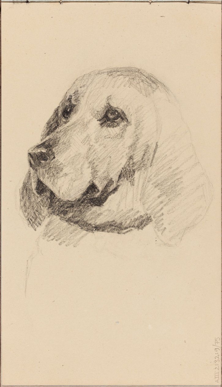 Testa di cane da Maria Wiik