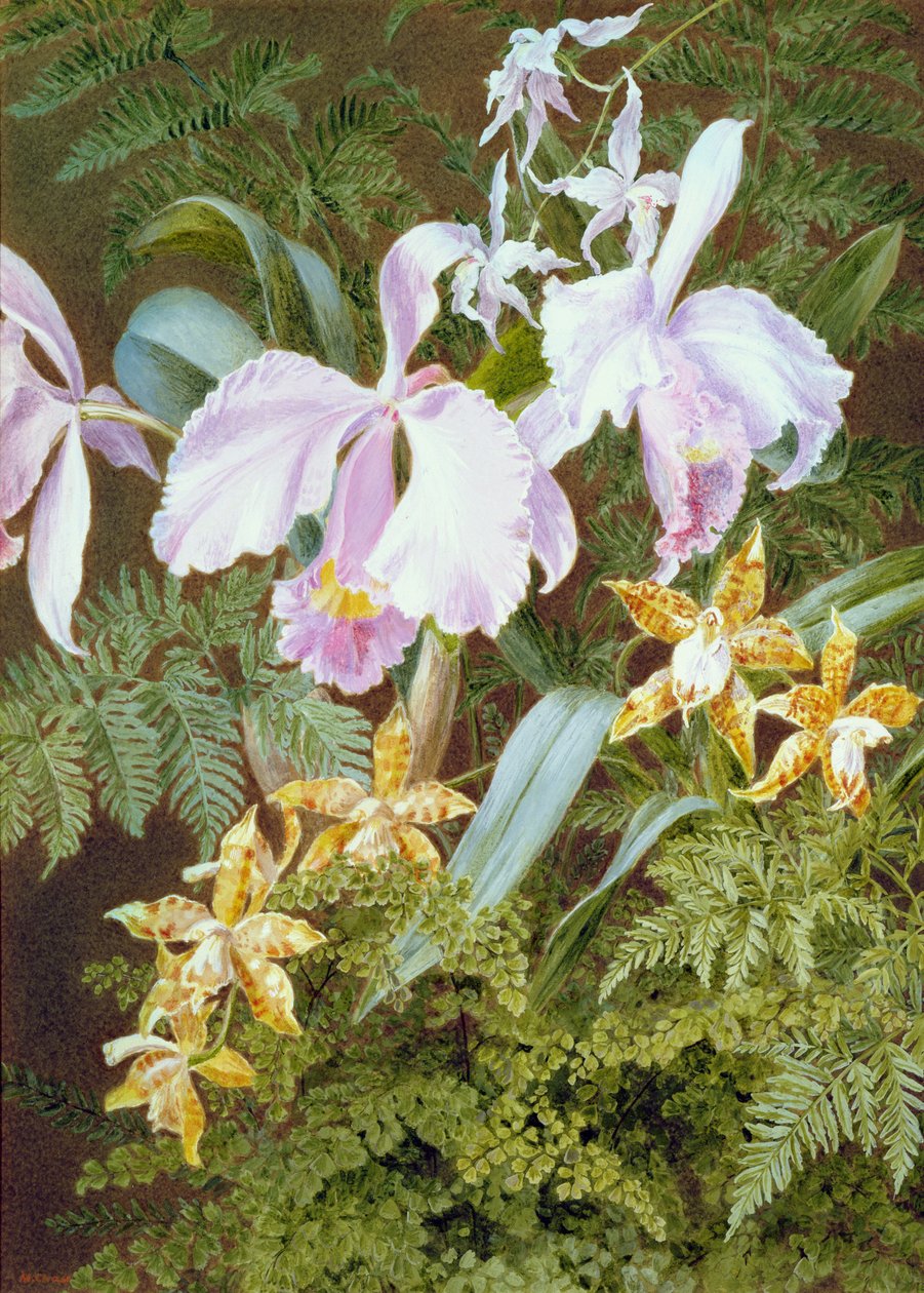 Orchidee da Marian Emma Chase