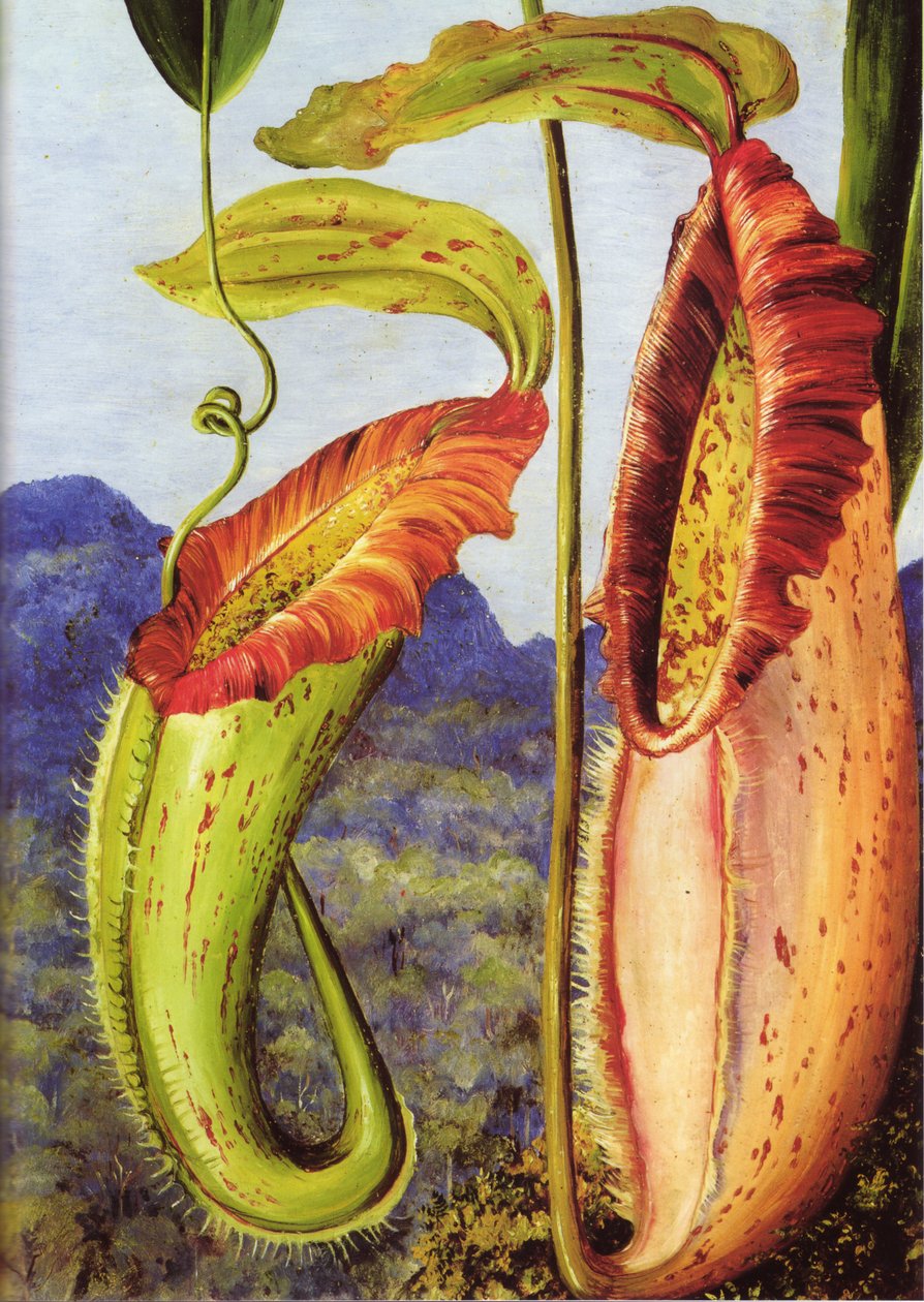 Una nuova pianta lanciatrice delle montagne calcaree di Sarawak, Borneo da Marianne North
