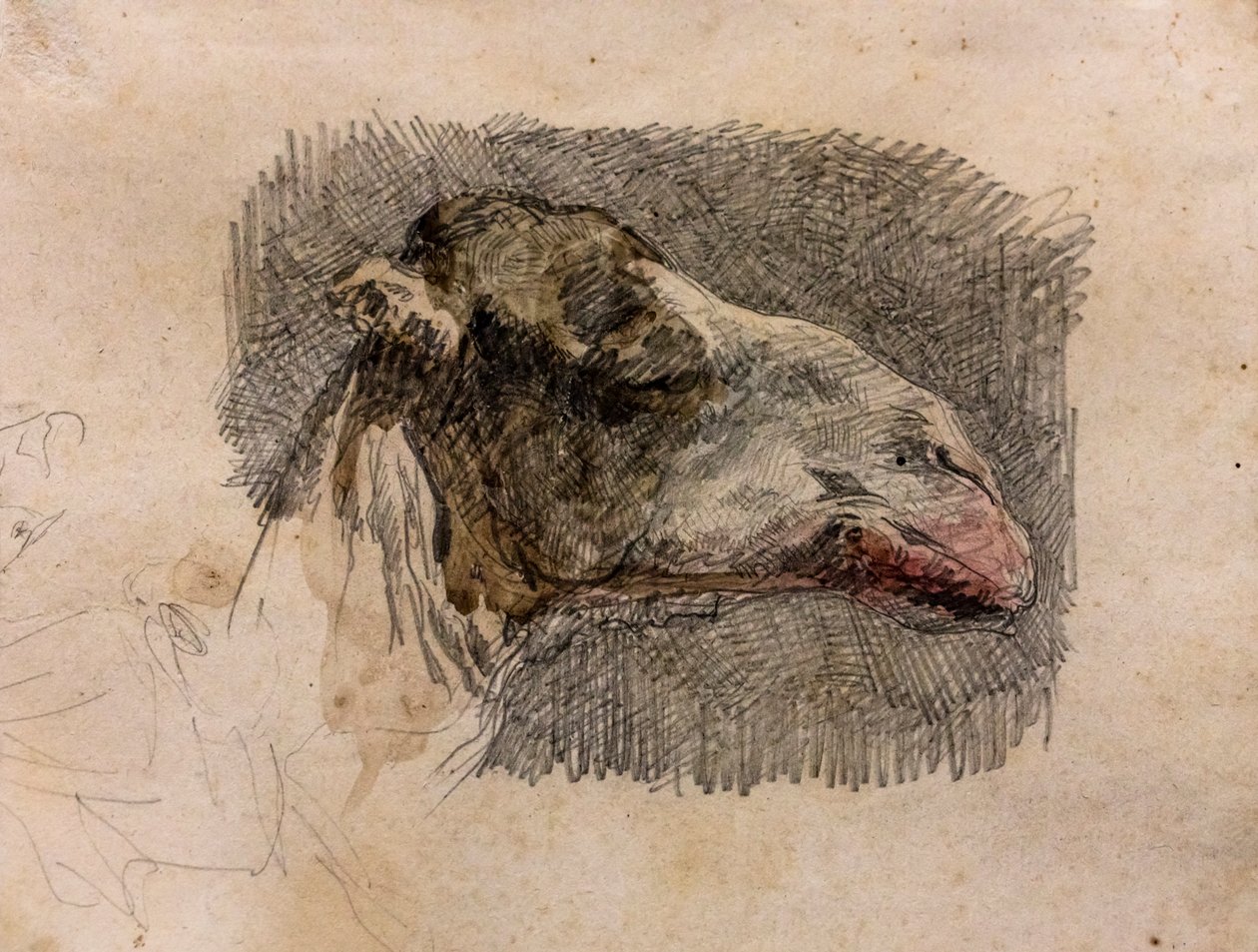 Testa di cammello, 1865 circa (matita di grafite con lumeggiature di acquerello su carta) da Mariano Fortuny