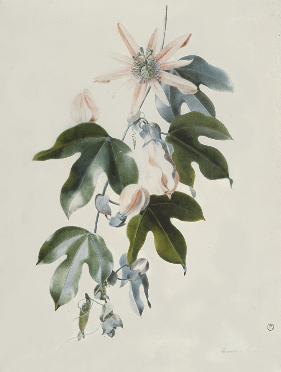 Clematide da Marie Anne