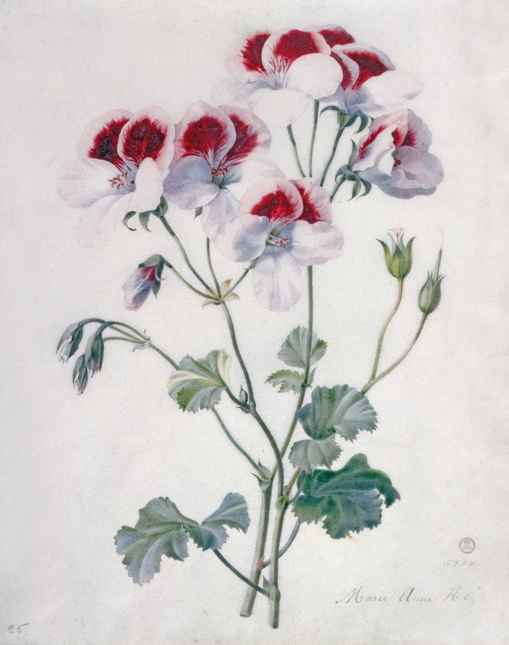 Geranio da Marie Anne