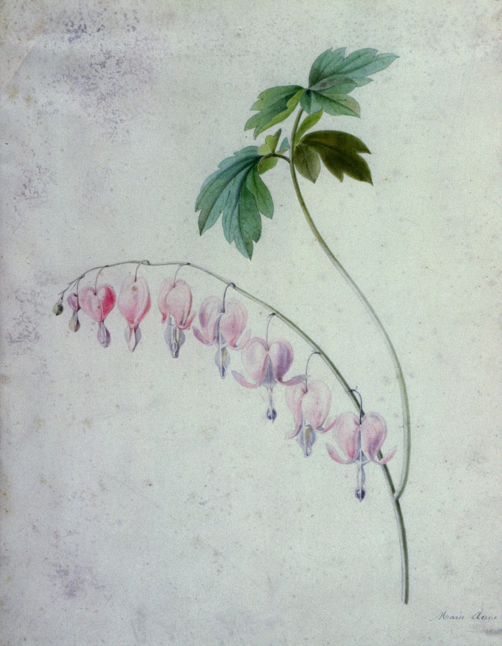 Composizioni floreali da Marie Anne