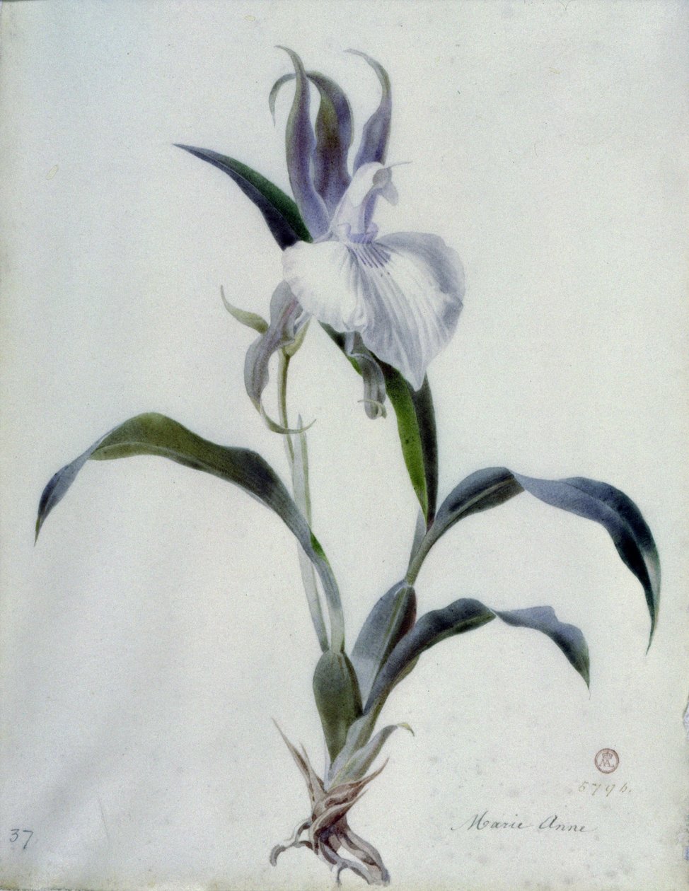 Composizioni floreali da Marie Anne