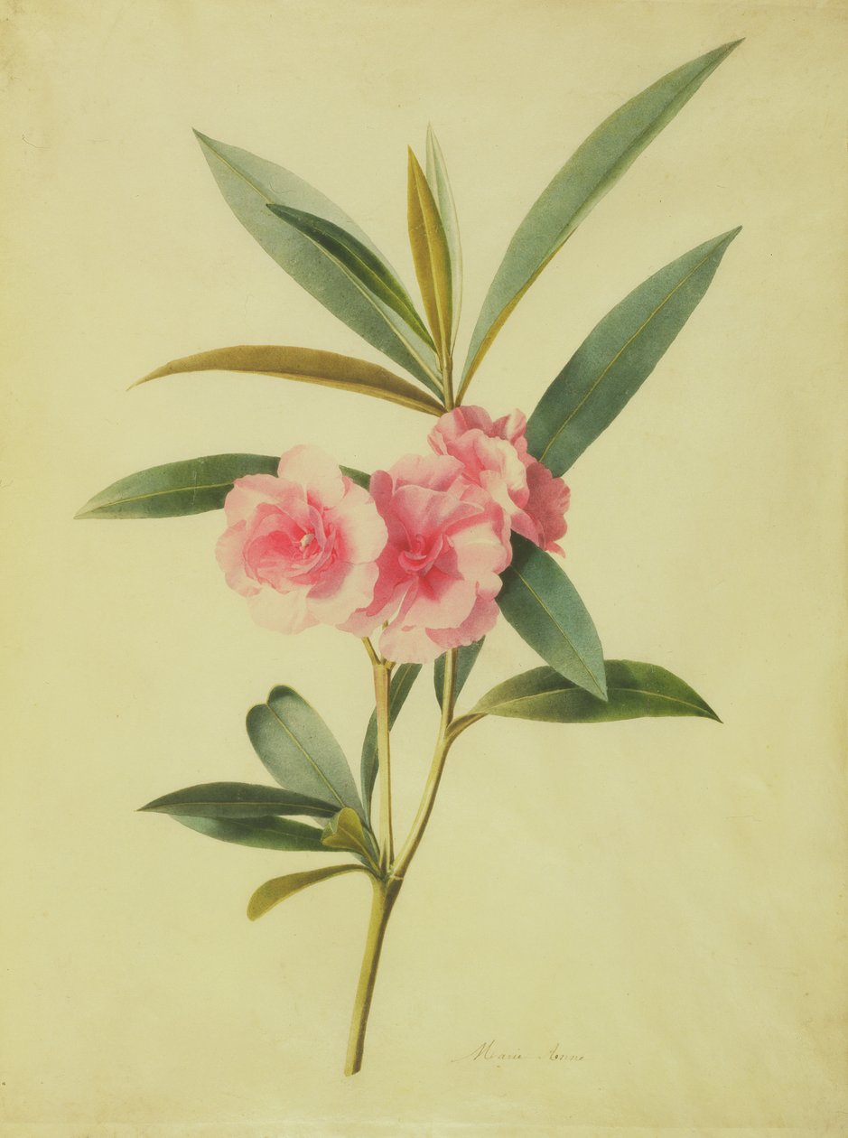 Nerium Oleander (Rose Bay) da Marie Anne