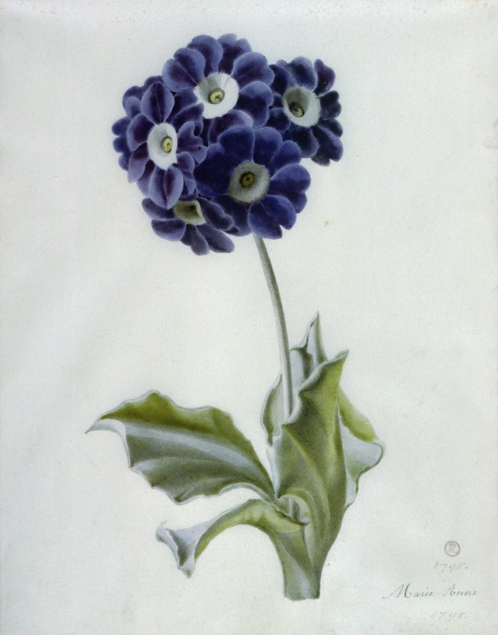 Poliantus da Marie Anne