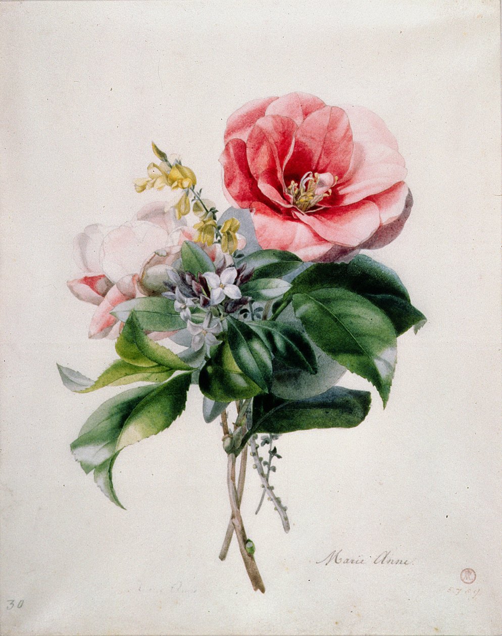 Camellia e Ginestra da Marie Anne