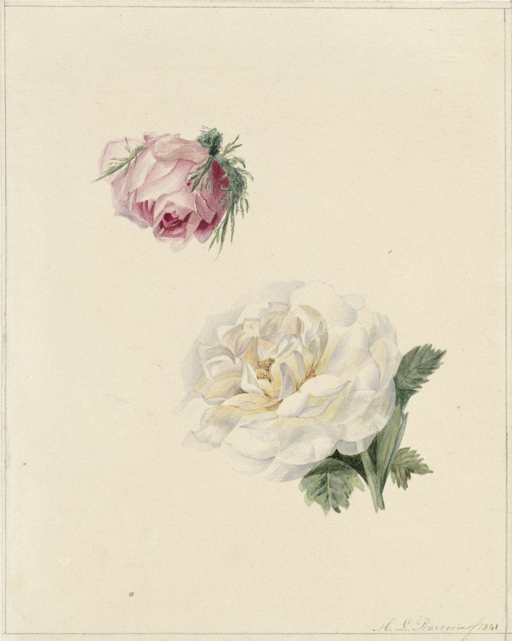 Studi di una rosa rosa e una bianca da Marie Louise Praetorius