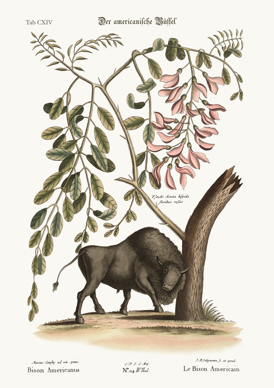 Il bisonte americano, 1749-73 da Mark Catesby