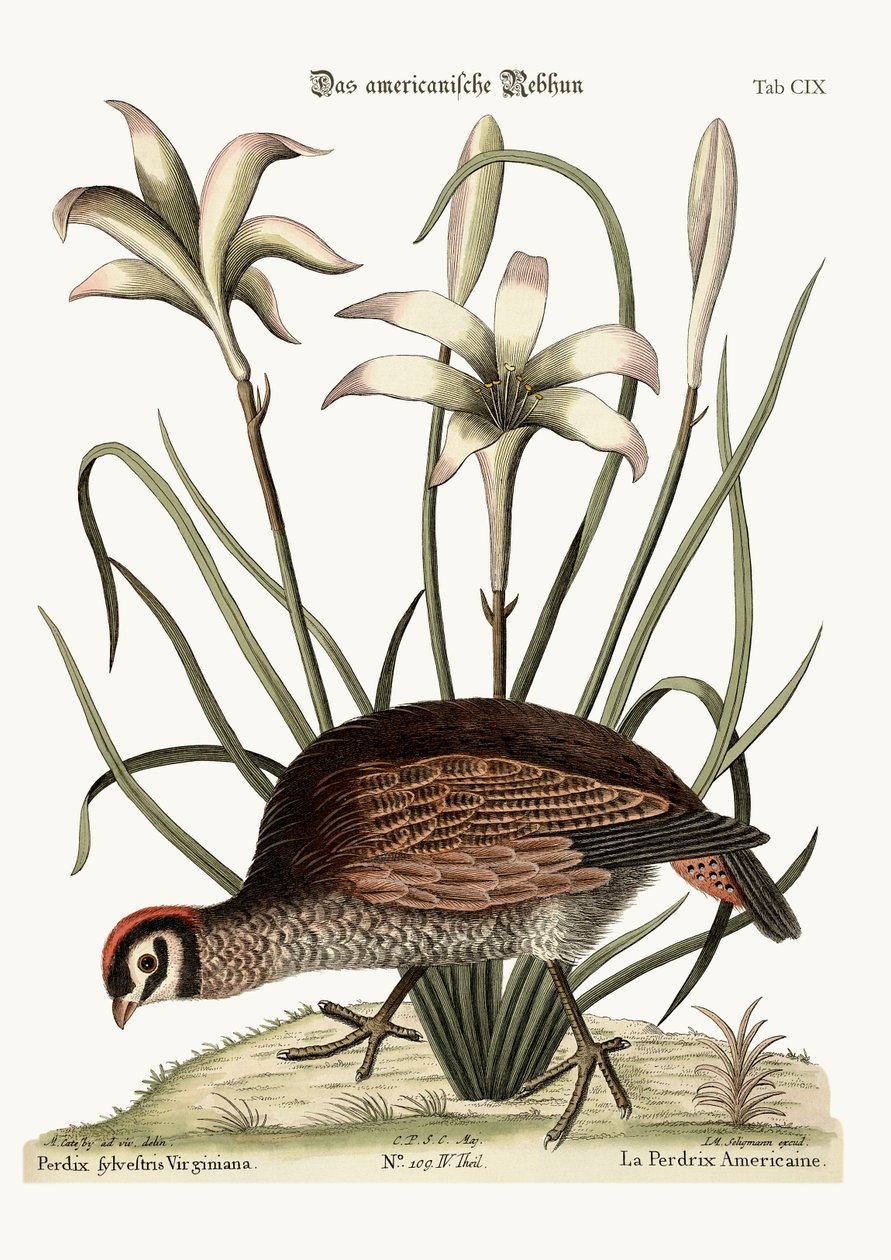 La pernice americana, 1749-73 da Mark Catesby