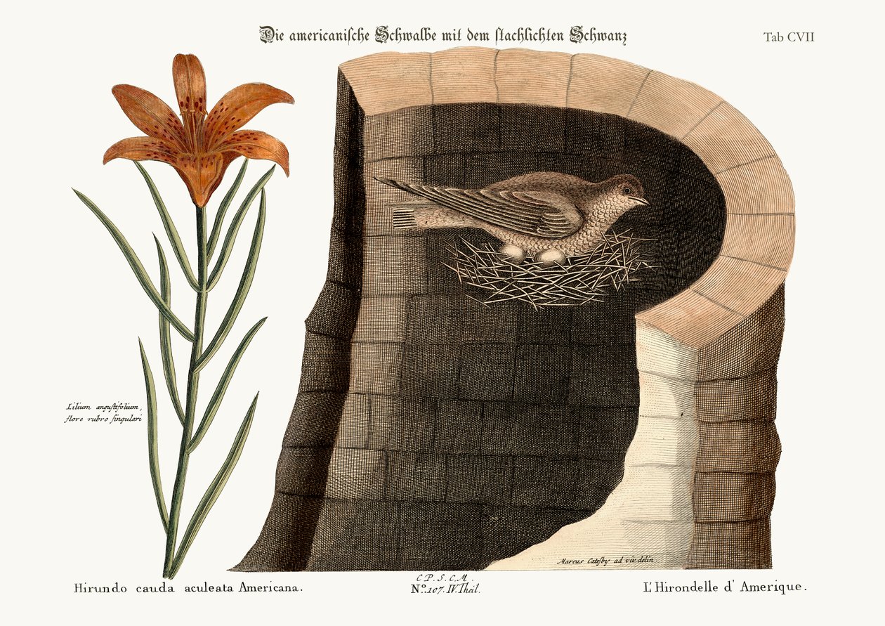 La Rondine Americana, 1749-73 da Mark Catesby