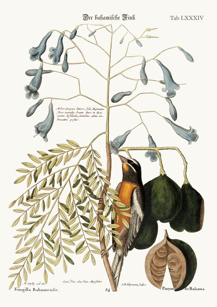 Il fringuello delle Bahamas, 1749-73 da Mark Catesby