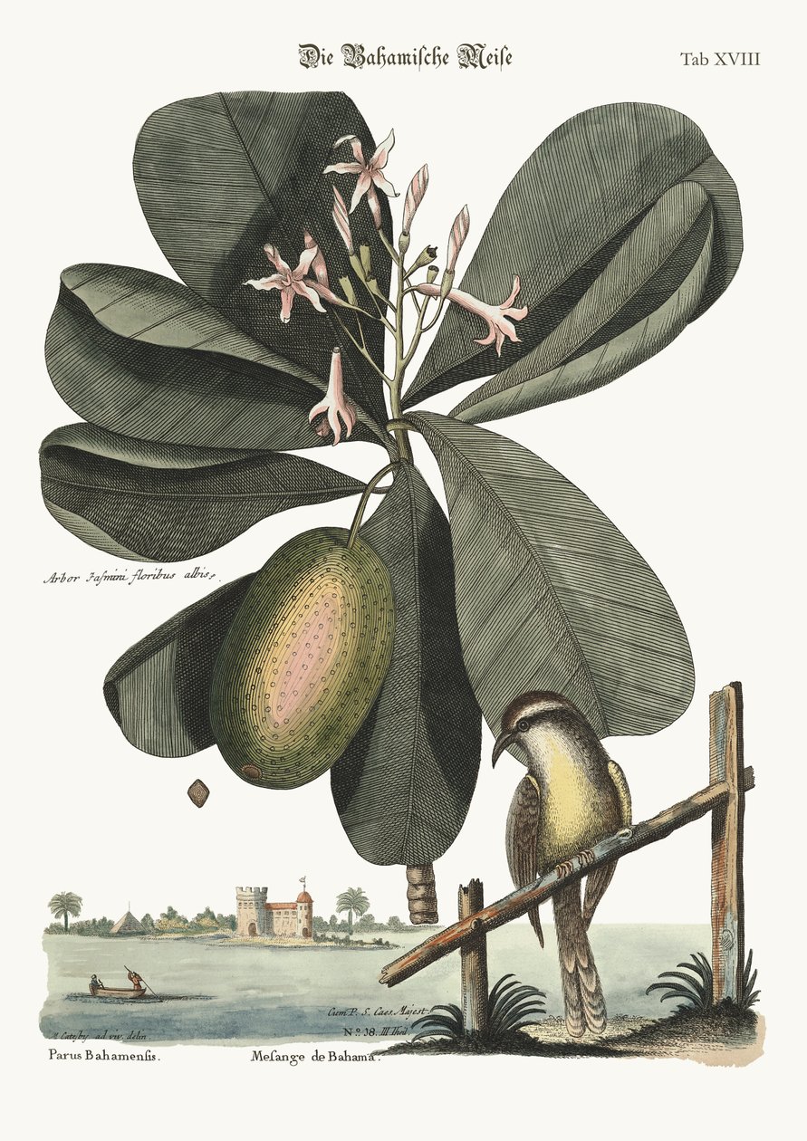 La cincia delle Bahamas, 1749-73 da Mark Catesby