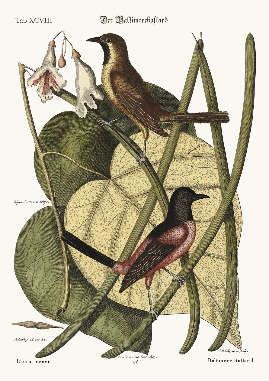 Il bastardo Baltimore, 1749-73 da Mark Catesby