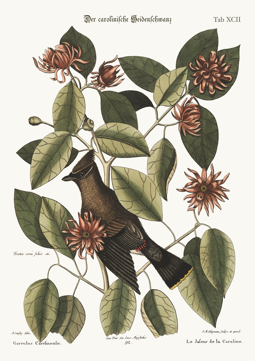 Il chiacchierone, 1749-73 da Mark Catesby