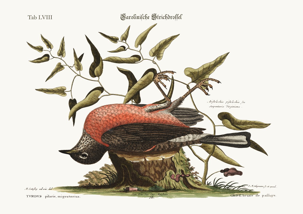 Il Tordo di Carolina, 1749-73 da Mark Catesby