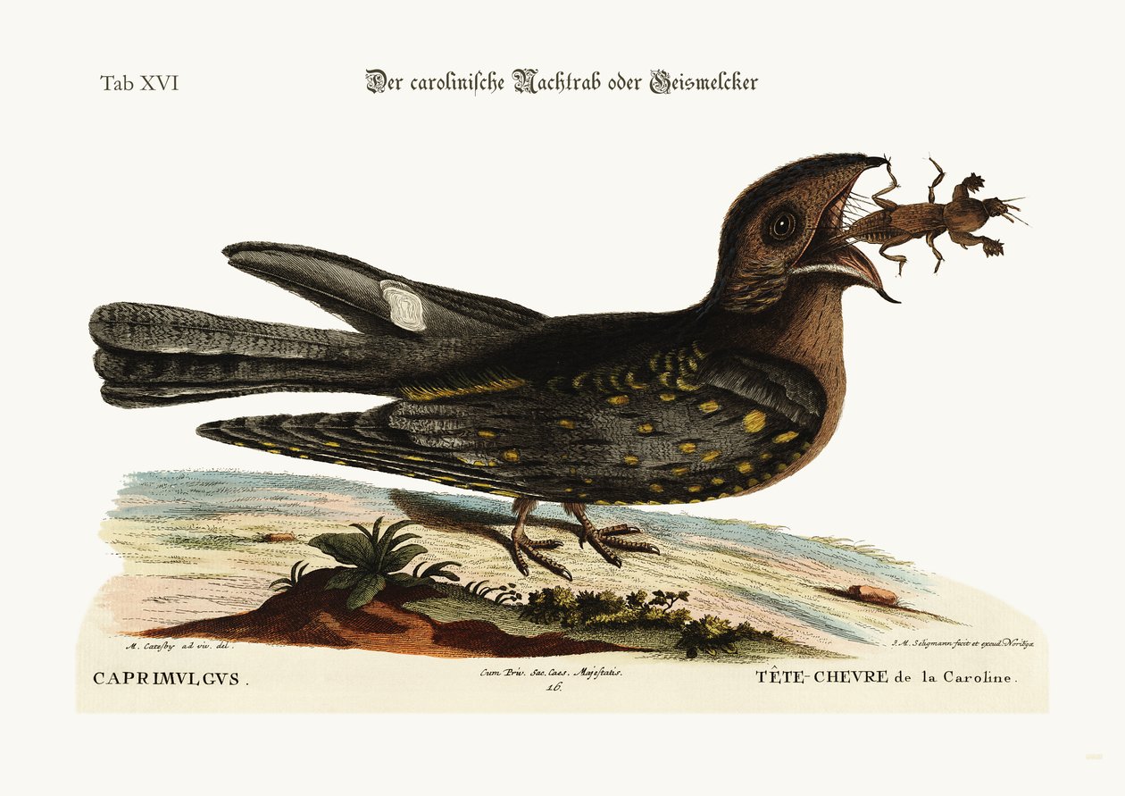 Il succhicapre della Carolina, 1749-73 da Mark Catesby