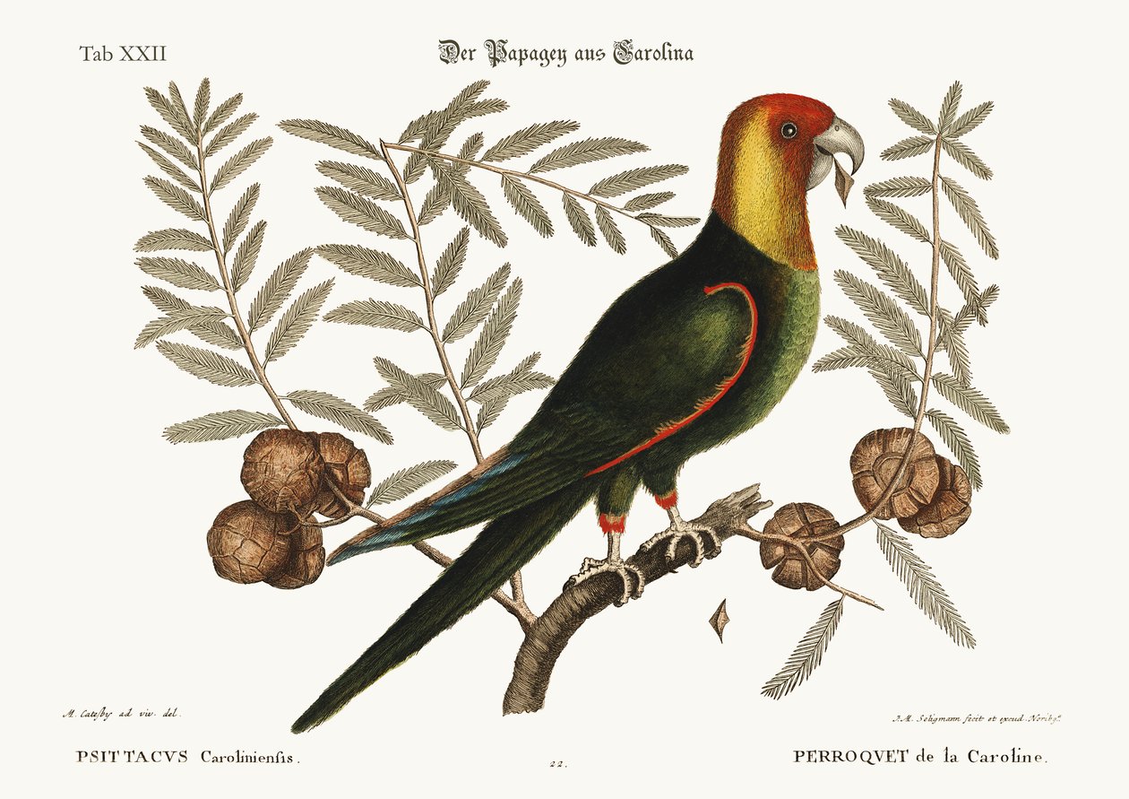 Il Pappagallo della Carolina, 1749-73 da Mark Catesby