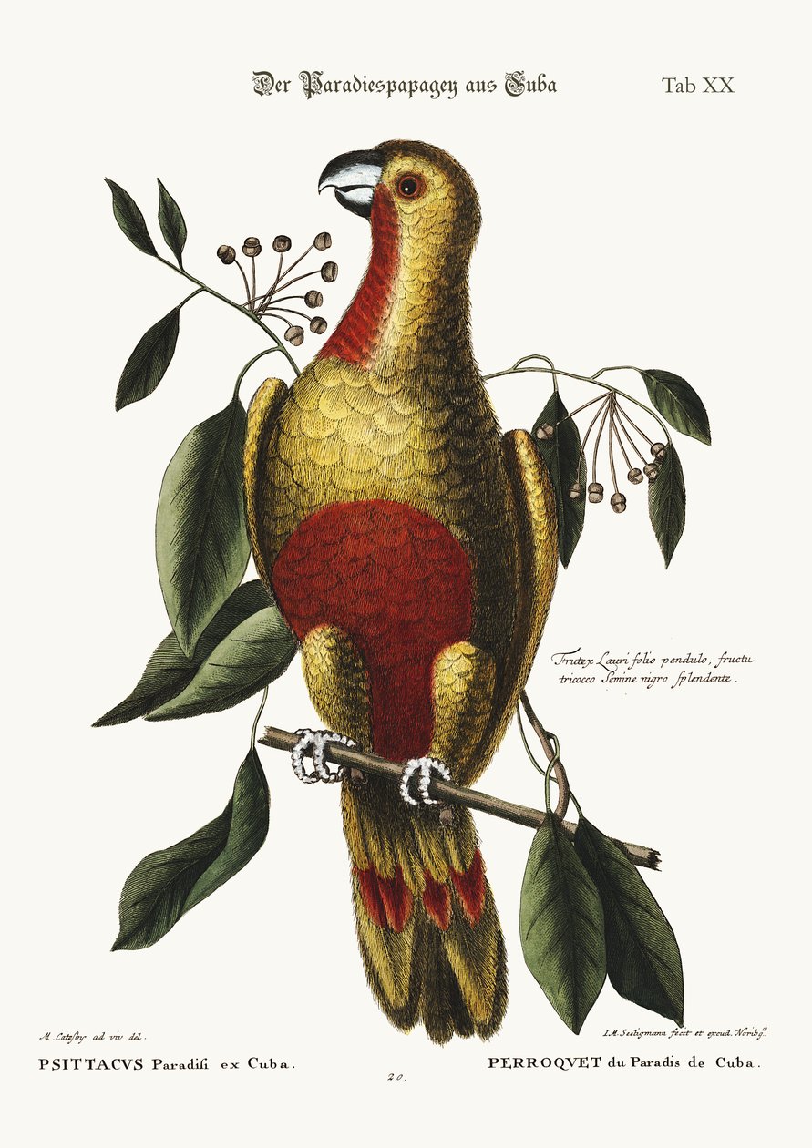 Il pappagallo del paradiso di Cuba, 1749-73 da Mark Catesby