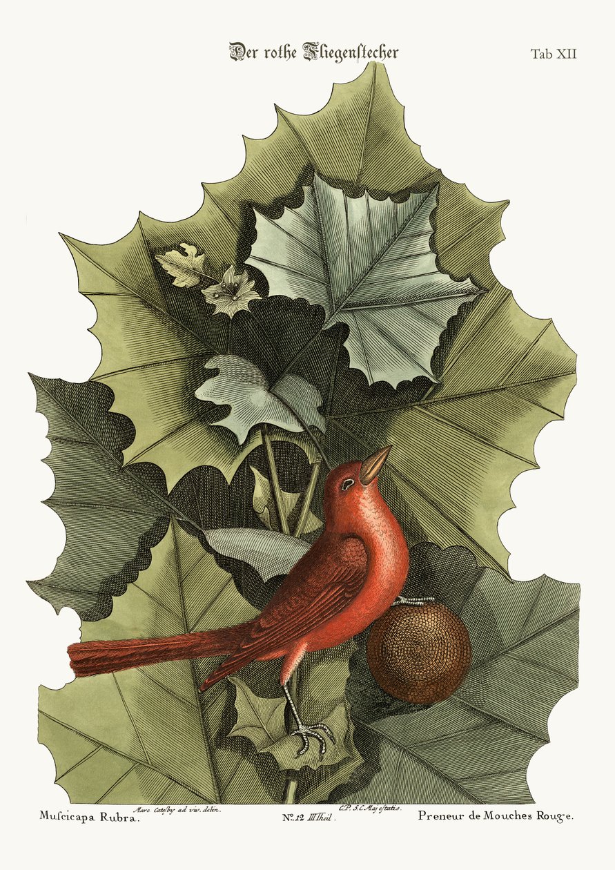 Il cardinale rosso, 1749-73 da Mark Catesby