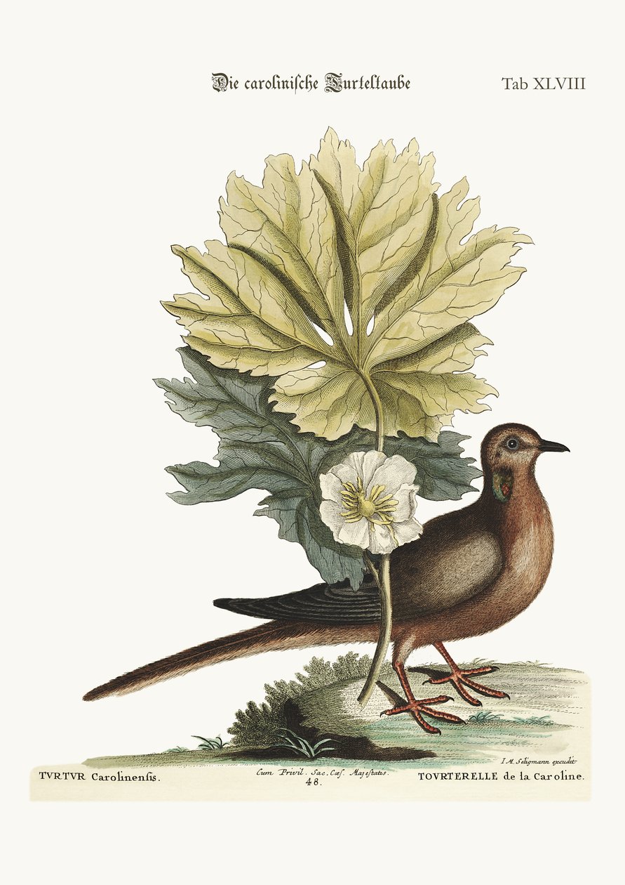 La Tartaruga della Carolina, 1749-73 da Mark Catesby