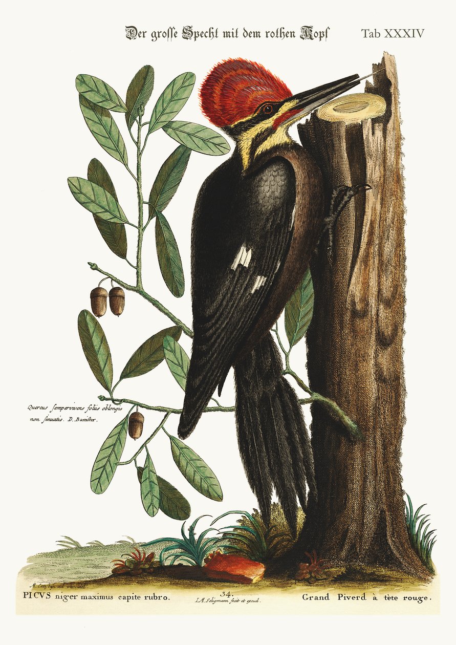 Il picchio rosso maggiore, 1749-73 da Mark Catesby