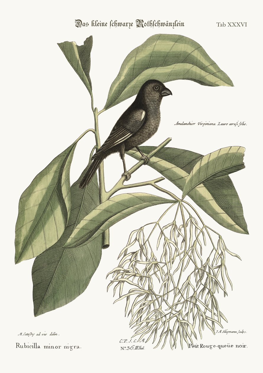 Il piccolo Fringuello Nero, 1749-73 da Mark Catesby