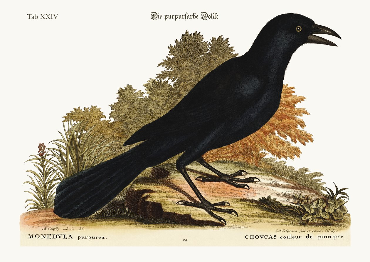 Il Jack-Daw viola da Mark Catesby