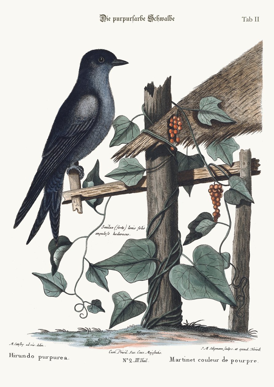 Il Martin Pescatore, 1749-73 da Mark Catesby