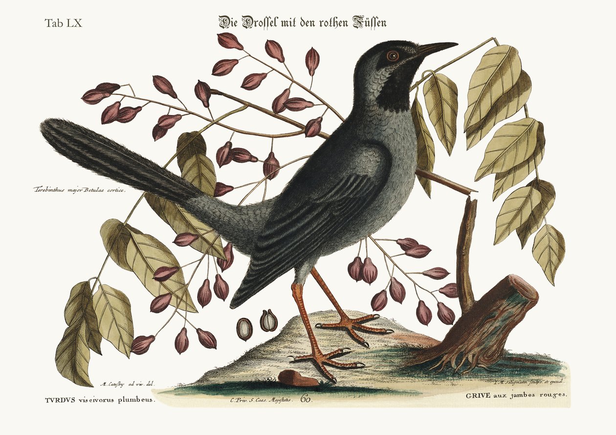 Il tordo dalle zampe rosse, 1749-73 da Mark Catesby