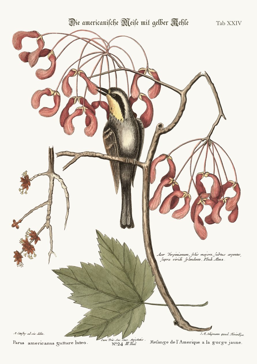 Il rampichino dalla gola gialla, 1749-73 da Mark Catesby