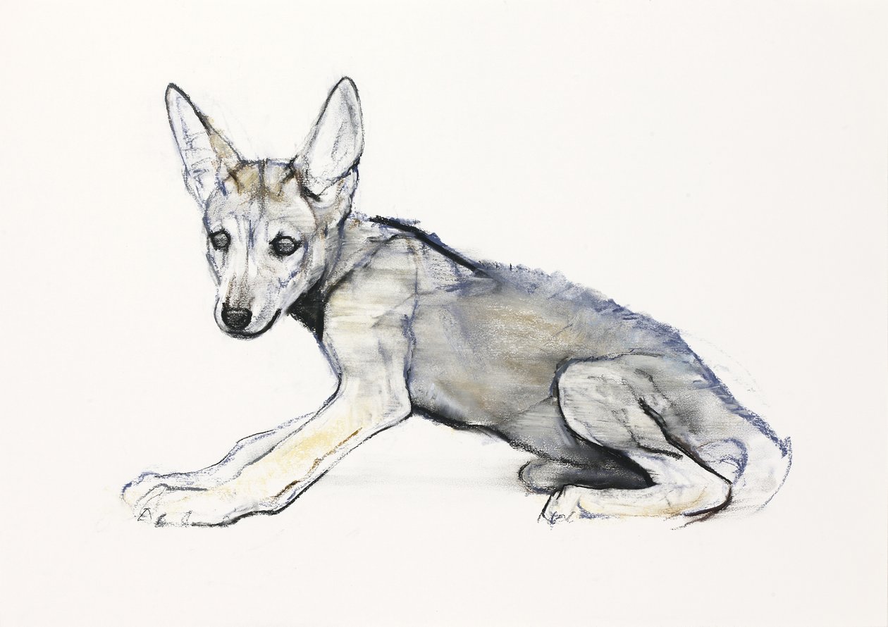 Cucciolo di lupo arabo adolescente, 2009 da Mark Adlington