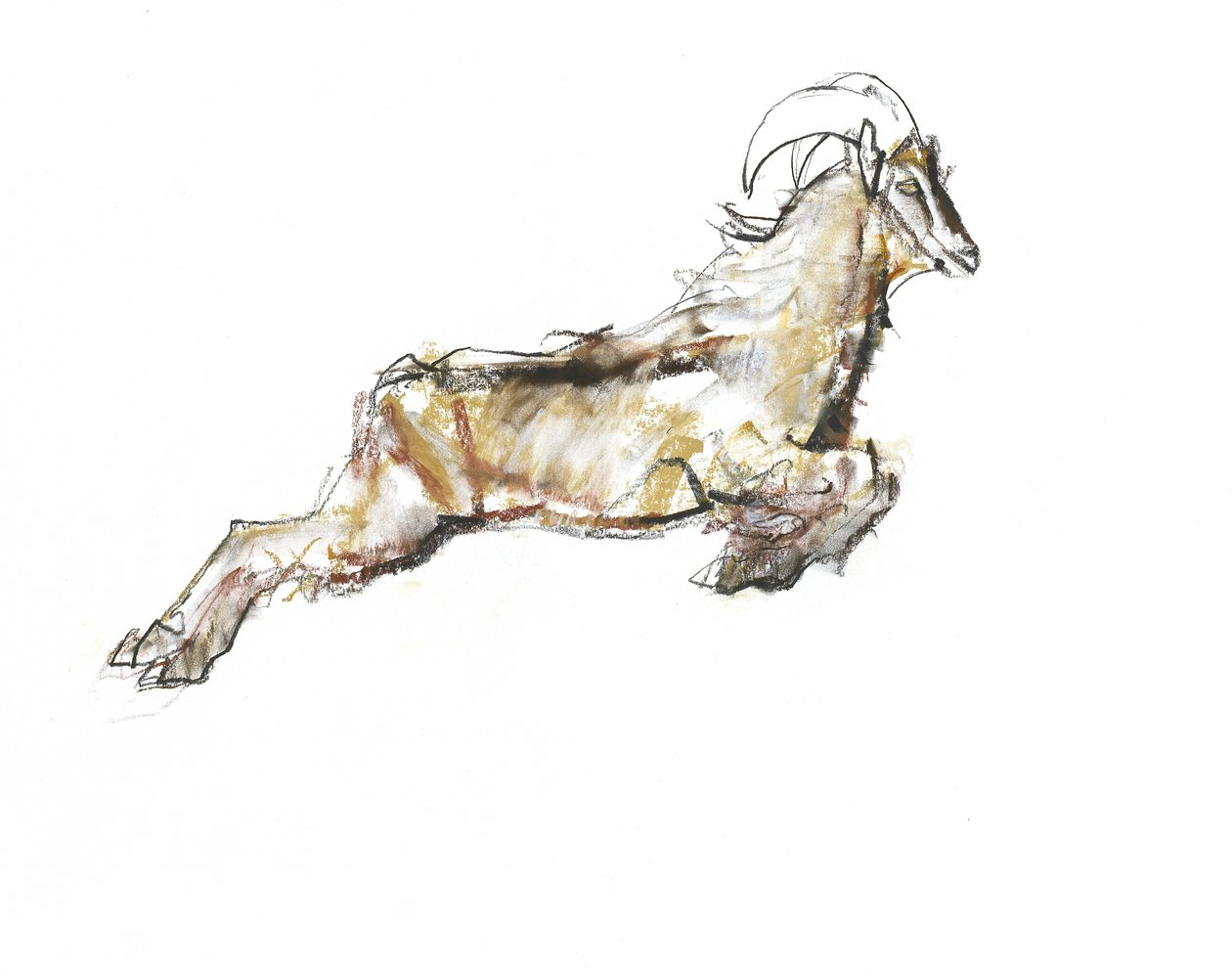 Tahr arabo, 2009 da Mark Adlington