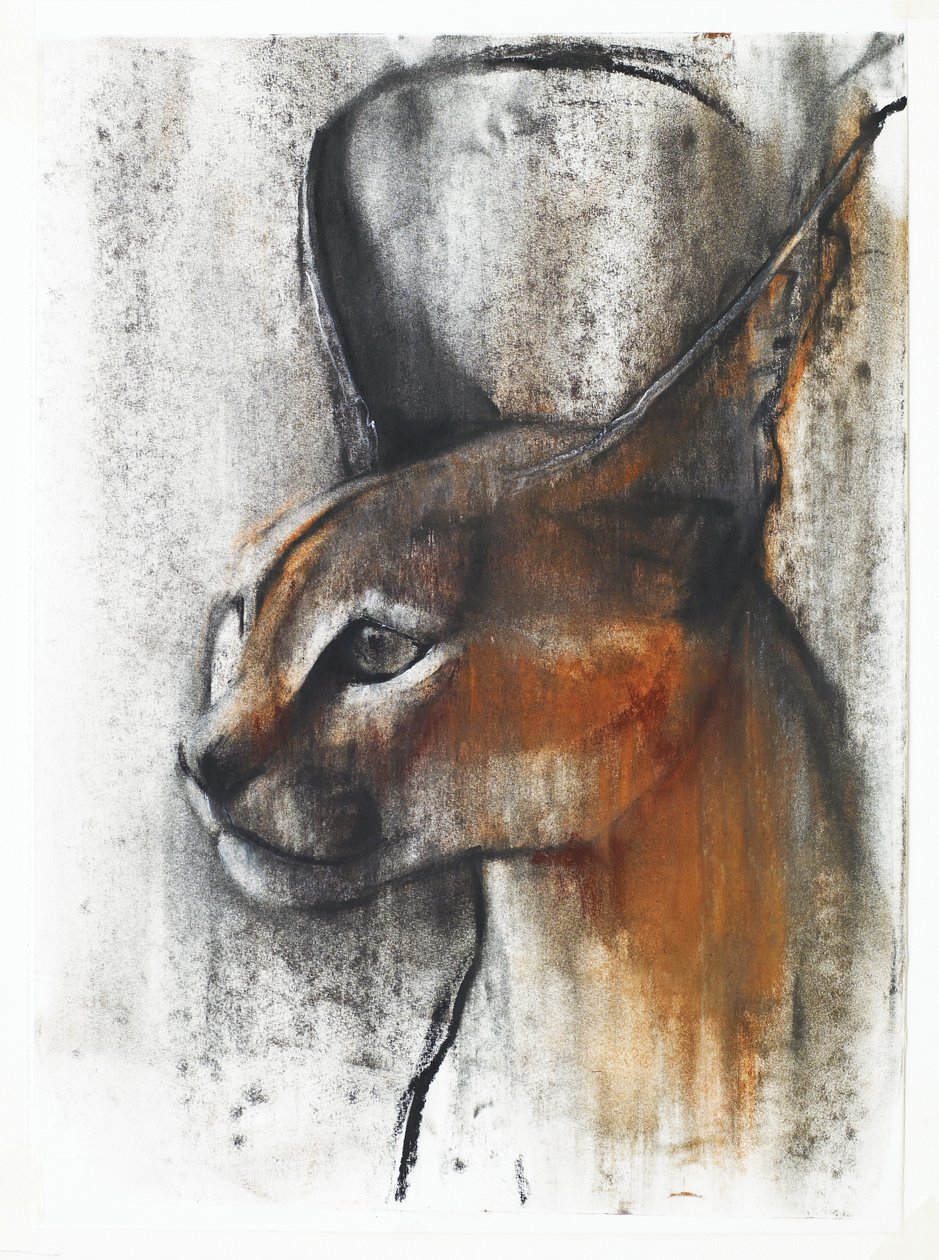 Caracal Egiziano (Arabo), 2009 (conte e carboncino su carta) da Mark Adlington