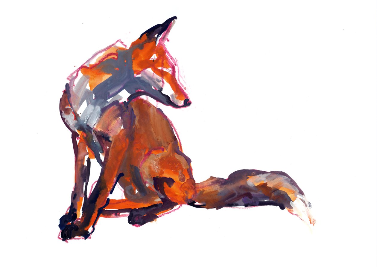 Giovane elegante (volpe rossa) da Mark Adlington